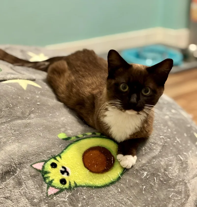 An adult small-sized female Brown / Chocolate Domestic Short Hair cat named Cocoa Bean  The for adoption in Plano, TX
