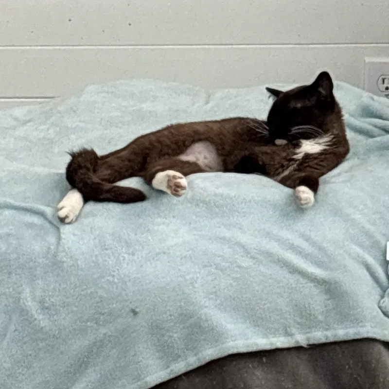 Cocoa Bean  The thumbnail 2