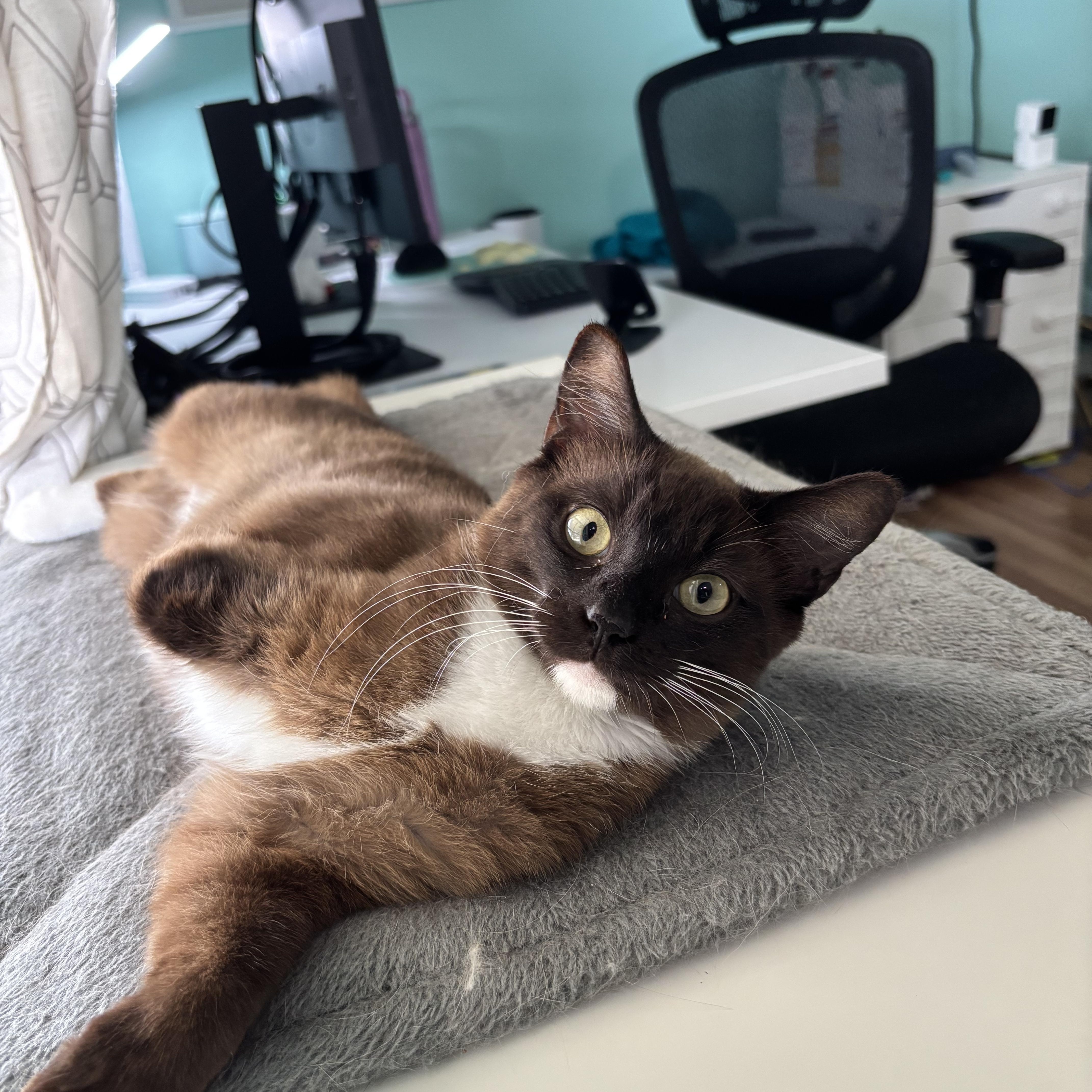 Cocoa Bean  The thumbnail 3