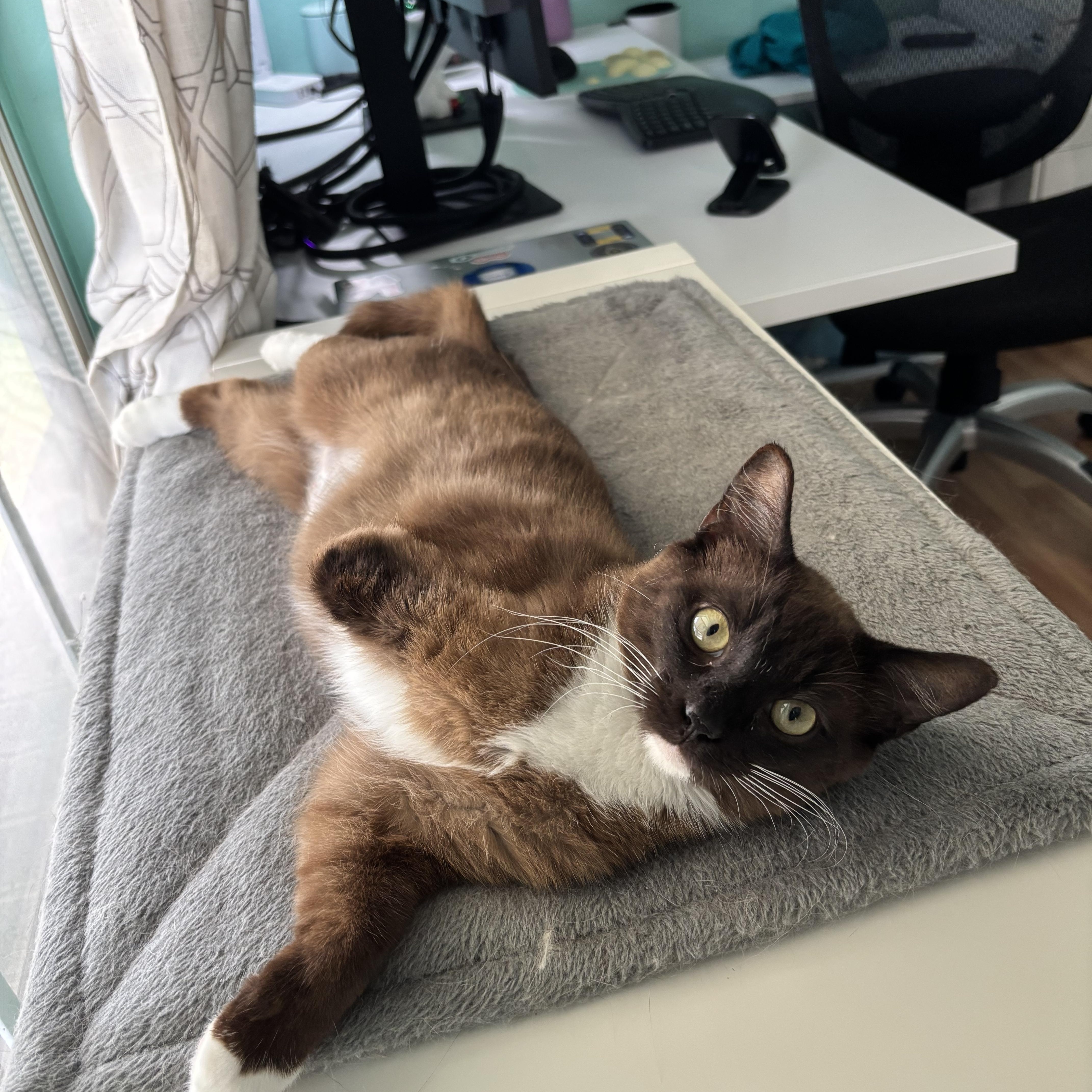 Cocoa Bean  The thumbnail 4
