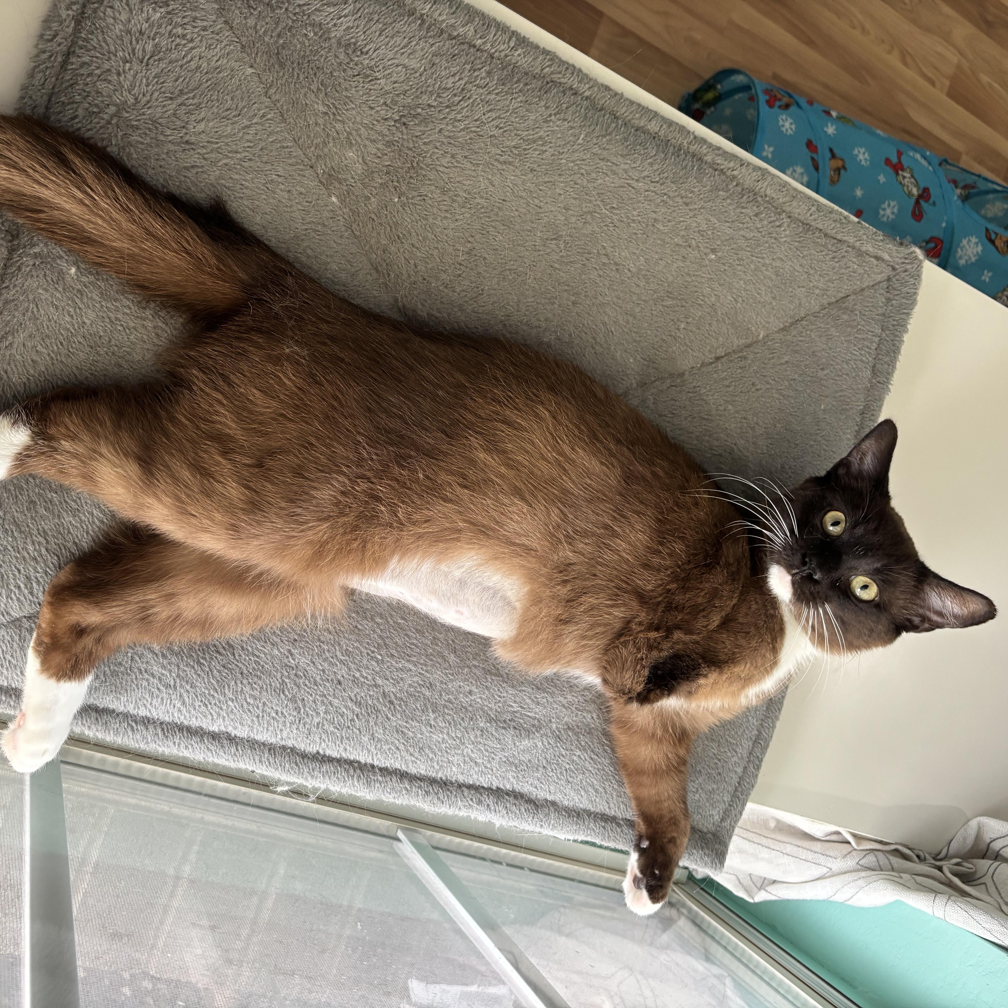 Cocoa Bean  The thumbnail 5