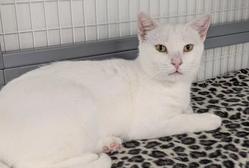 A young medium-sized female White Domestic Short Hair cat named Hedwig for adoption in Hudsonville, MI