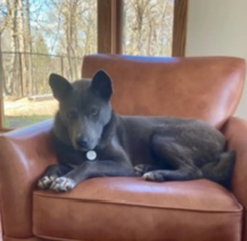 A young medium-sized male Gray / Blue / Silver Finnish Spitz dog named Boots for adoption in Magnolia, TX