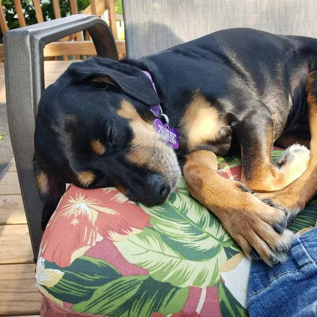 An adult medium-sized female Hound dog named Karen for adoption in St. Louis, MO