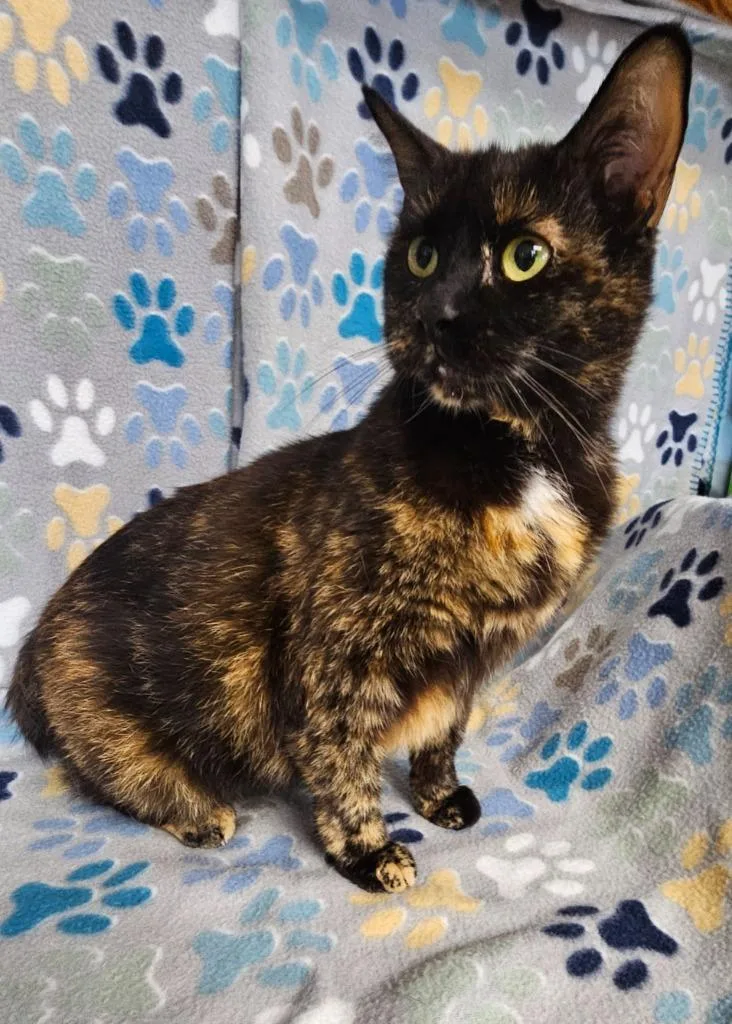 An adult medium-sized female American Bobtail cat named Talula for adoption in Wabash, IN