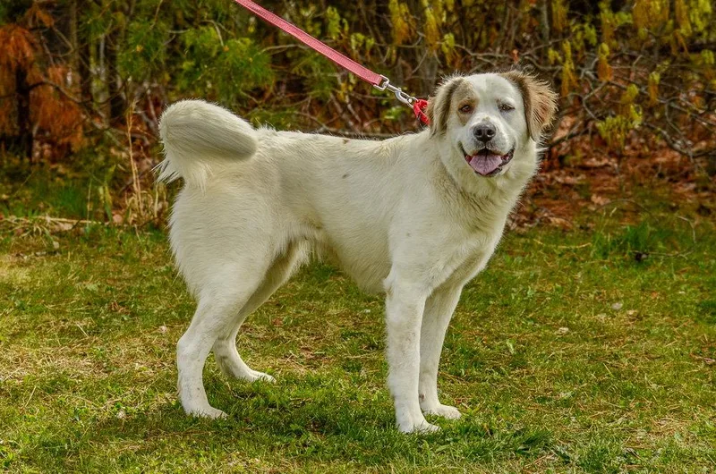 An adult large-sized female Australian Cattle Dog / Blue Heeler dog named Duchess for adoption in Brick, NJ