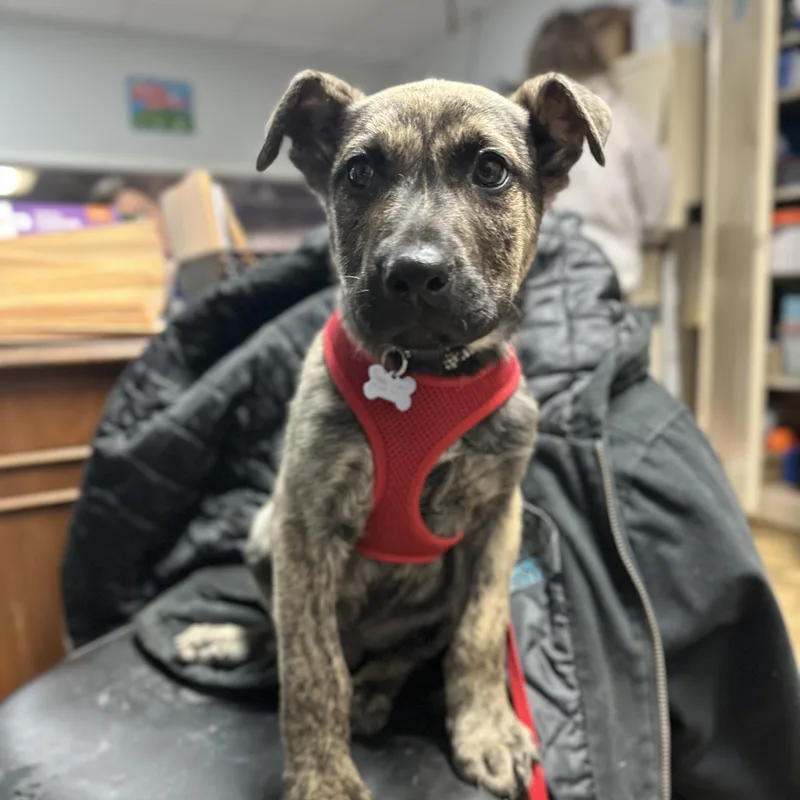 A young medium-sized male Brindle Shepherd dog named Petey for adoption in Columbia, SC