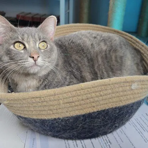An adult large-sized female Dilute Calico Domestic Short Hair cat named Galinda for adoption in Elizabeth, IL