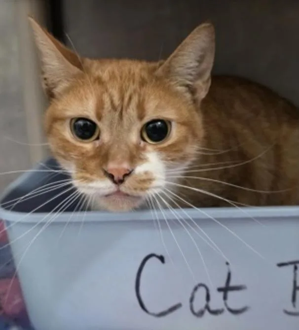 An adult medium-sized female Orange & White American Shorthair cat named Freja for adoption in Marshall, NC