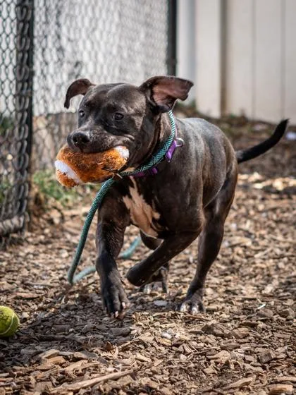 An adult large-sized female Mixed Breed dog named Autograph for adoption in Chamblee, GA
