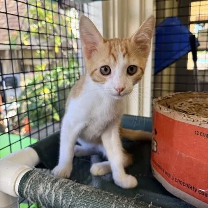 A baby small-sized male Domestic Long Hair cat named Victor for adoption in Honolulu, HI