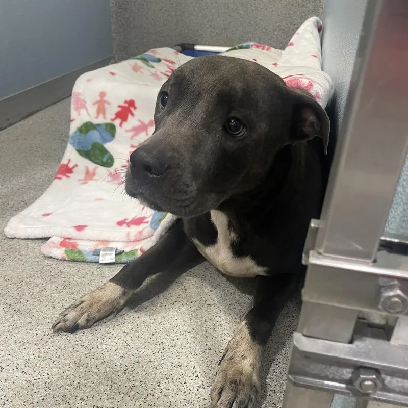 An adult medium-sized female Black Terrier dog named Victoria for adoption in Tampa, FL