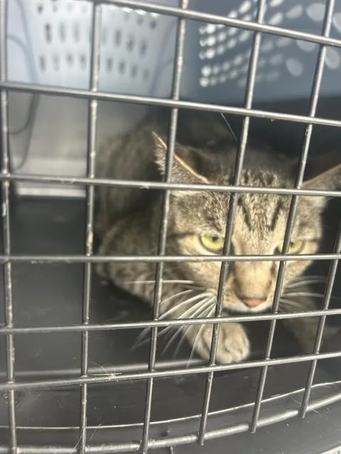 A senior large-sized female Domestic Short Hair cat named Minnie for adoption in Palmetto, FL