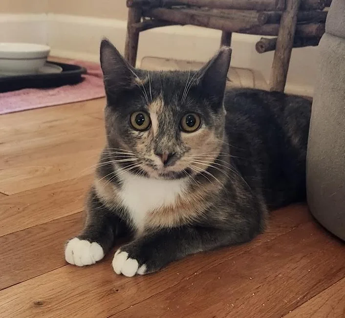 Sadie  A Soft thumbnail 3