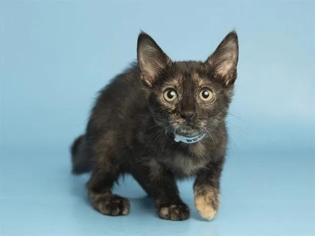 A baby small-sized female Domestic Long Hair cat named Polly for adoption in Phoenix, AZ
