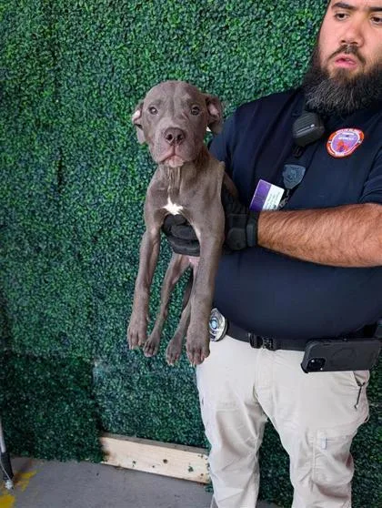 A baby medium-sized female Pit Bull Terrier dog named Barbacoa for adoption in El Paso, TX
