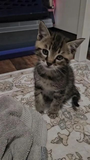 A baby small-sized male Domestic Short Hair cat named Reeses for adoption in Fort Walton Beach, FL