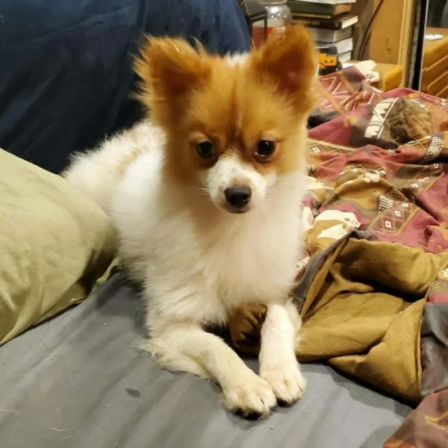 A young small-sized male White / Cream Pomeranian dog named Andy for adoption in Melbourne, KY