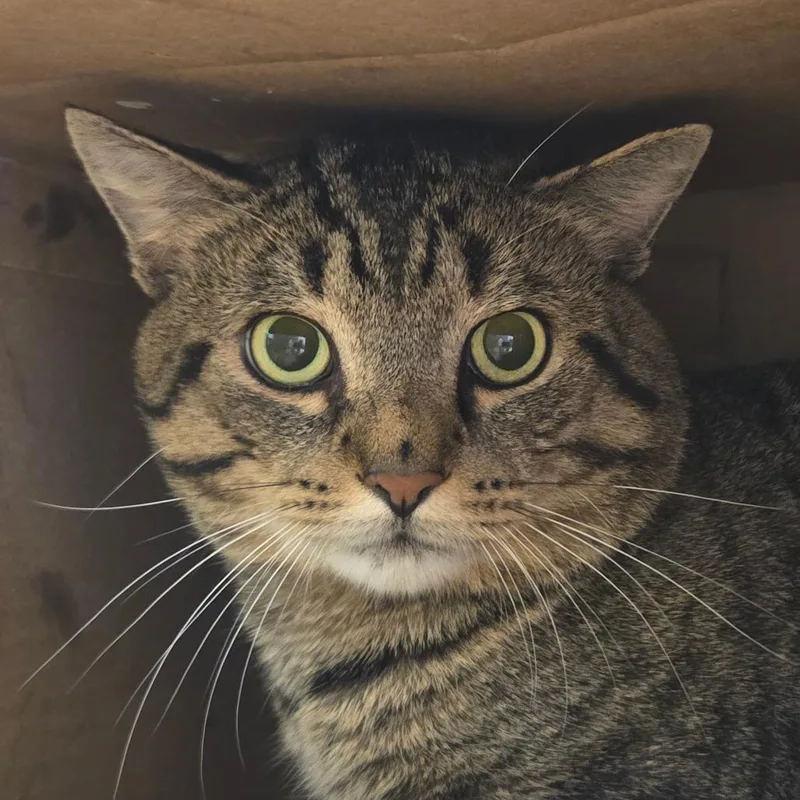 An adult large-sized male Domestic Short Hair cat named Sebastian for adoption in Ballston Spa, NY