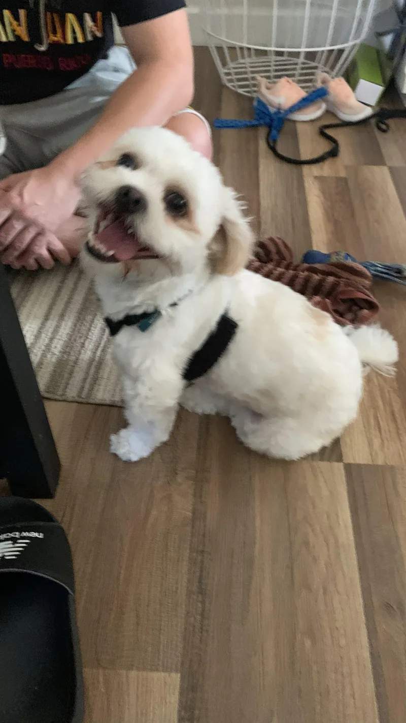 A young small-sized male Yellow / Tan / Blond / Fawn Maltese dog named Freddy for adoption in Homer Glen, IL