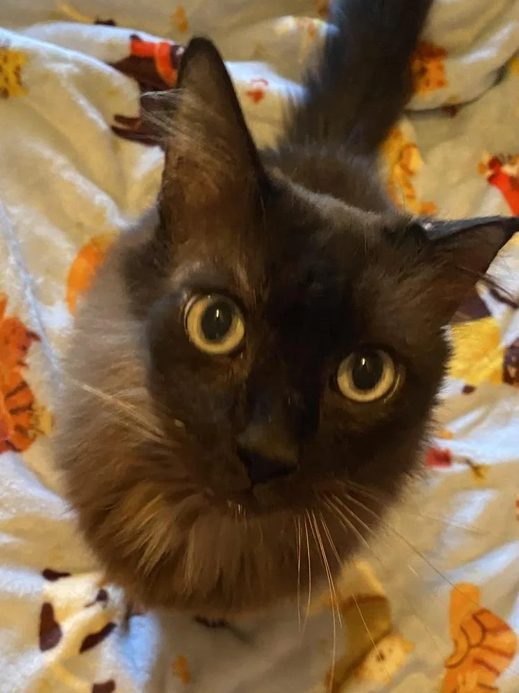 A senior medium-sized male Burmese cat named Mr. Brown for adoption in Dallas, TX