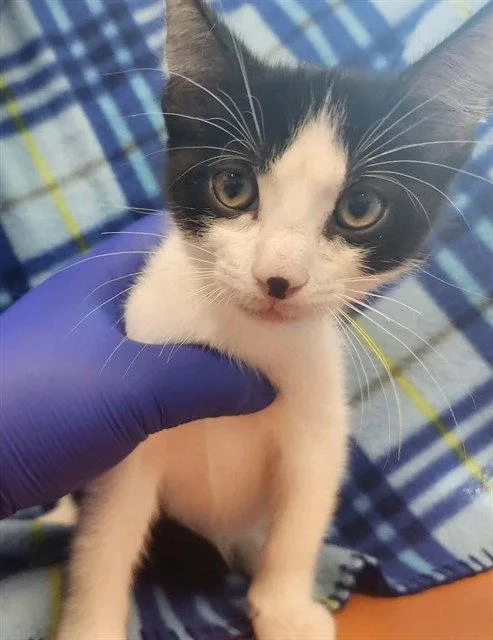 A baby small-sized male Black & White / Tuxedo Domestic Short Hair cat named Secondary Colors for adoption in Tavares, FL