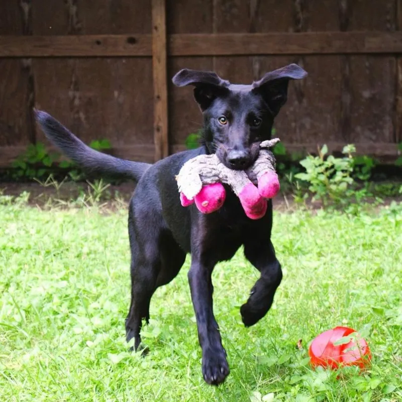 A young medium-sized male Black Labrador Retriever dog named PlayDoh for adoption in Birmingham, AL