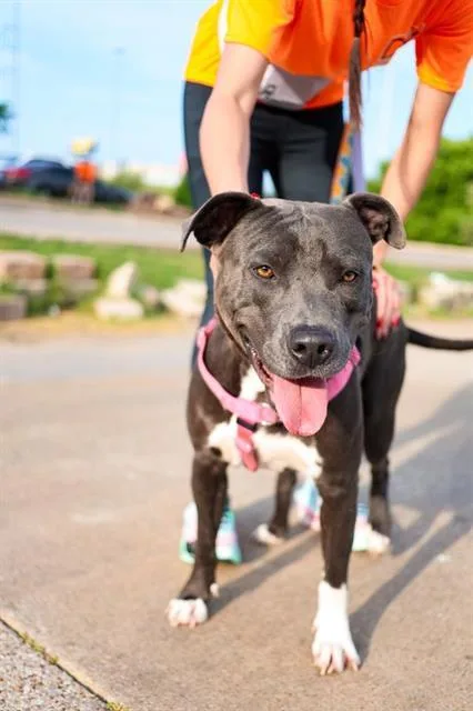 A young medium-sized male Pit Bull Terrier dog named Smitty for adoption in Dallas, TX