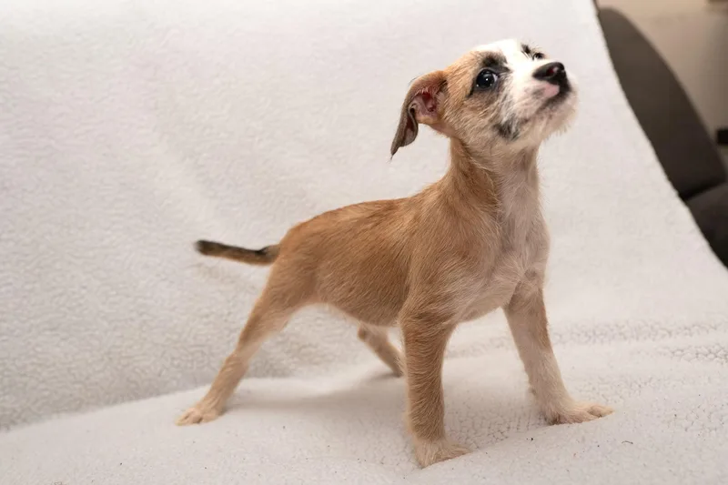 A baby small-sized female Wirehaired Terrier dog named Pippy. for adoption in Mobile, AL