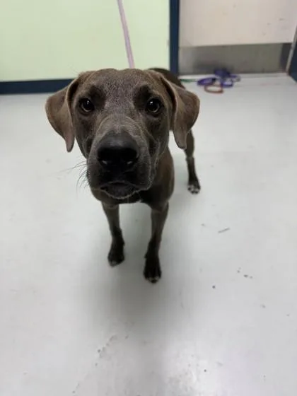 An adult medium-sized male Labrador Retriever dog named Tom for adoption in Savannah, GA