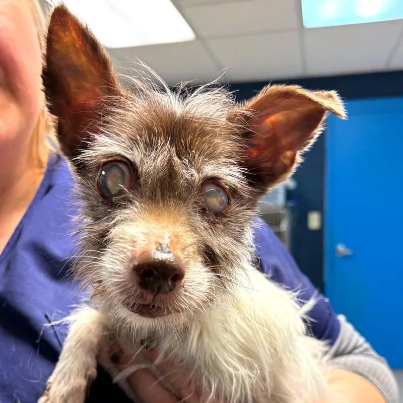 A senior small-sized female White / Cream Toy Fox Terrier dog named Chloe for adoption in Newark, NJ