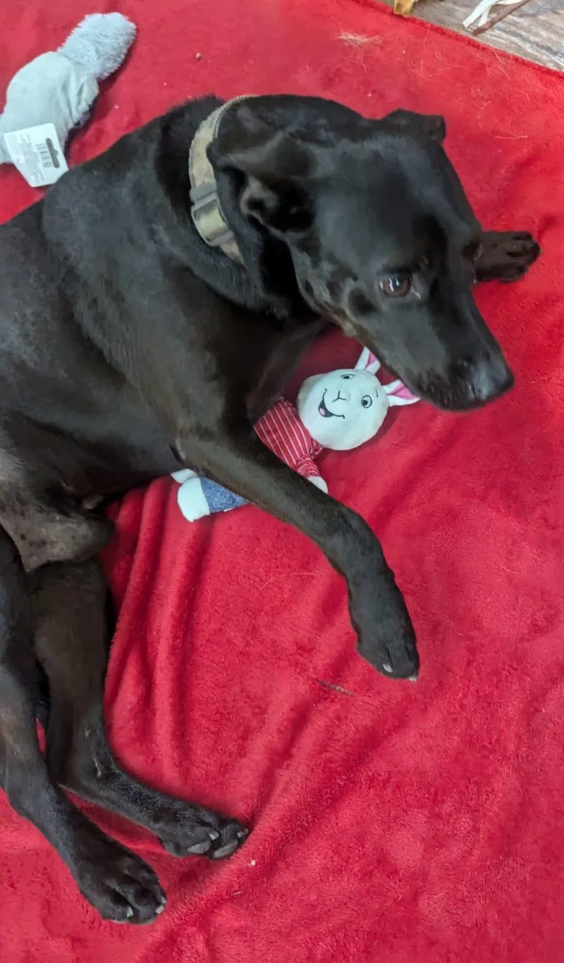An adult medium-sized male Black Labrador Retriever dog named Arthur great companion for adoption in Houston, TX