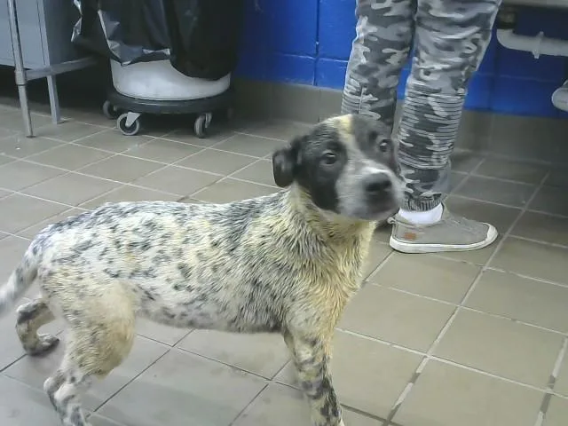 A baby small-sized male Australian Cattle Dog / Blue Heeler dog named Grop for adoption in Albuquerque, NM