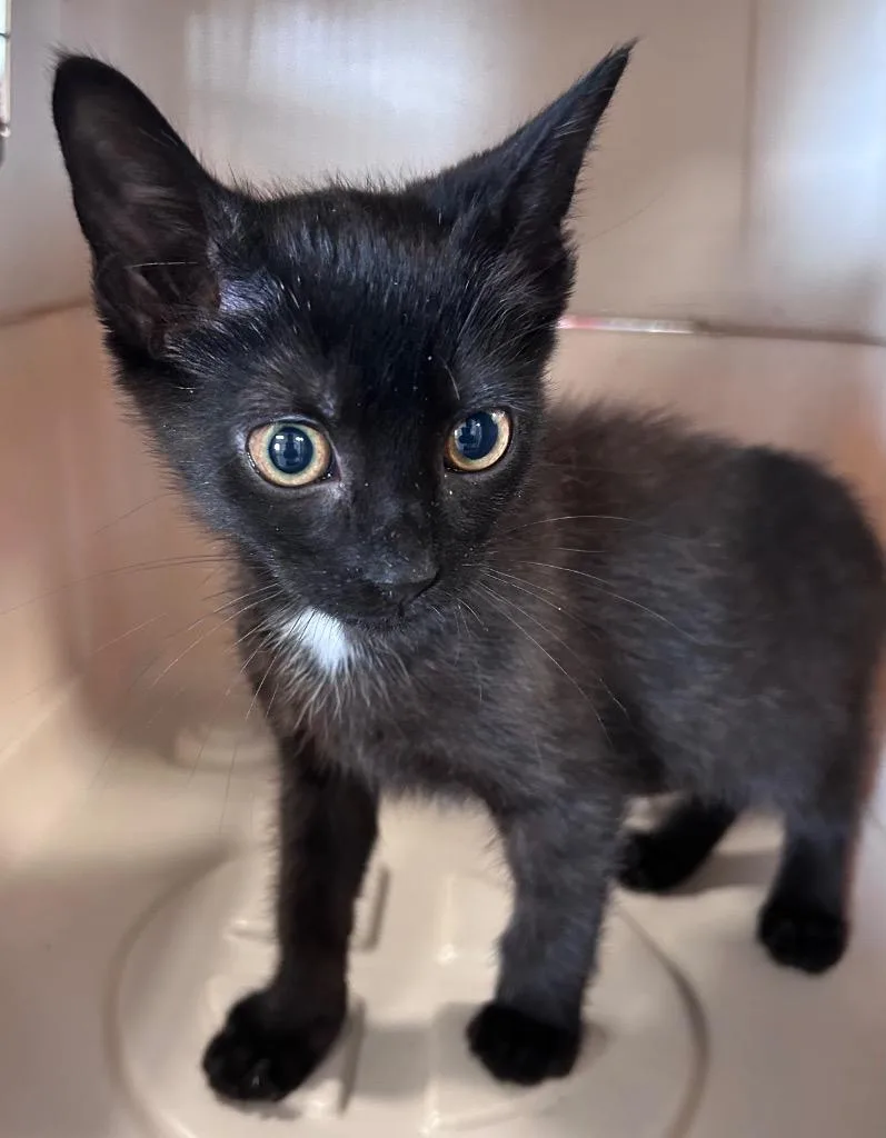 A baby medium-sized female Domestic Short Hair cat named Prickle for adoption in Cumming, GA