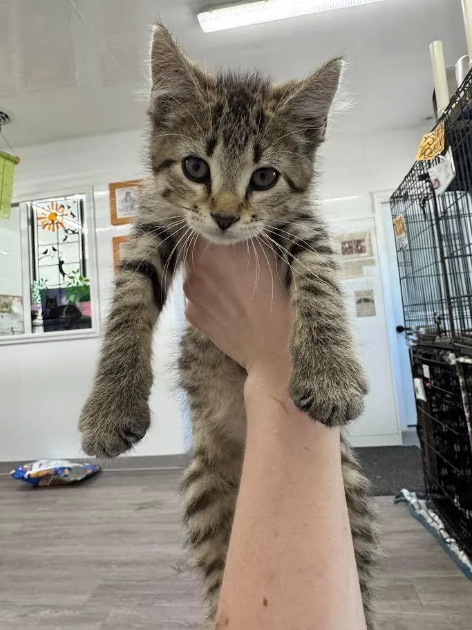 A baby small-sized female Domestic Short Hair cat named Miami for adoption in Glenfield, NY