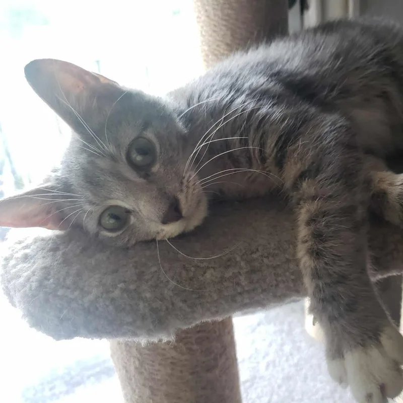 An adult medium-sized male Gray / Blue / Silver Domestic Short Hair cat named Wally for adoption in Houston, TX