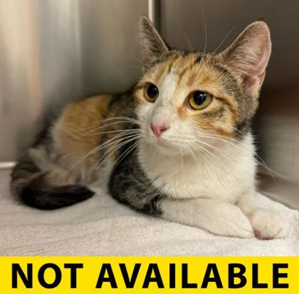 A young medium-sized female Domestic Short Hair cat named Ginger Rogers for adoption in Eugene, OR
