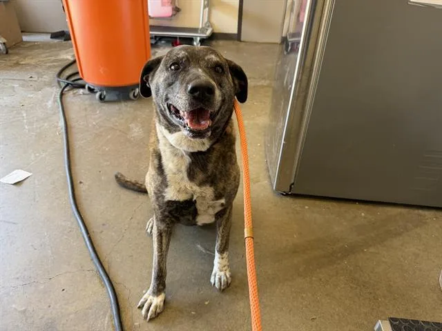 An adult medium-sized female Pit Bull Terrier dog named Matilda for adoption in Ontario, CA