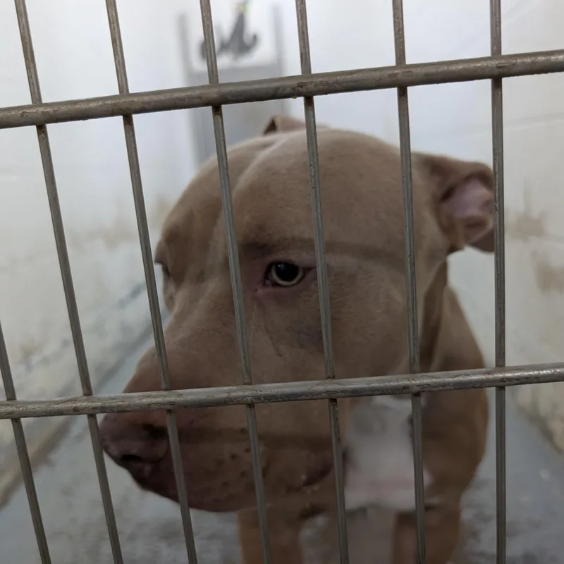 An adult large-sized male Yellow / Tan / Blond / Fawn Pit Bull Terrier dog named Looking For Owner for adoption in Ravenna, OH
