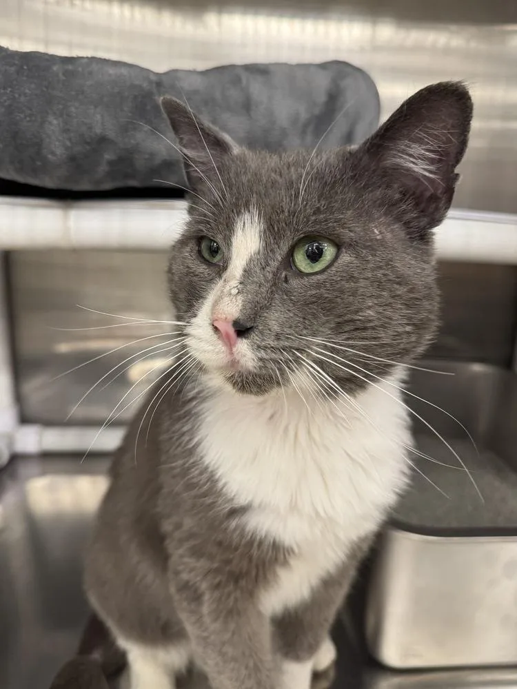 An adult medium-sized male Gray & White Domestic Short Hair cat named Rocky for adoption in Pittstown, NJ
