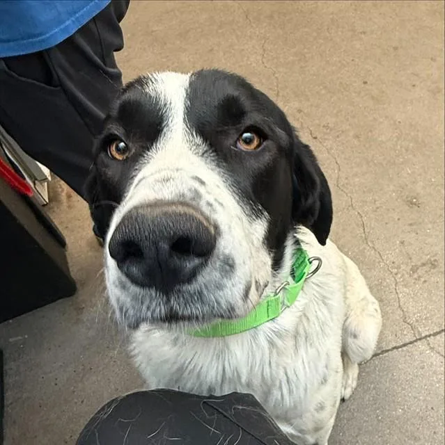 An adult large-sized male Great Pyrenees dog named Yogi Bear for adoption in Tucson, AZ