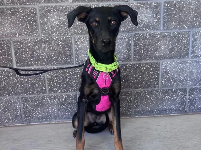 A young large-sized female Doberman Pinscher dog named Shy for adoption in Albuquerque, NM