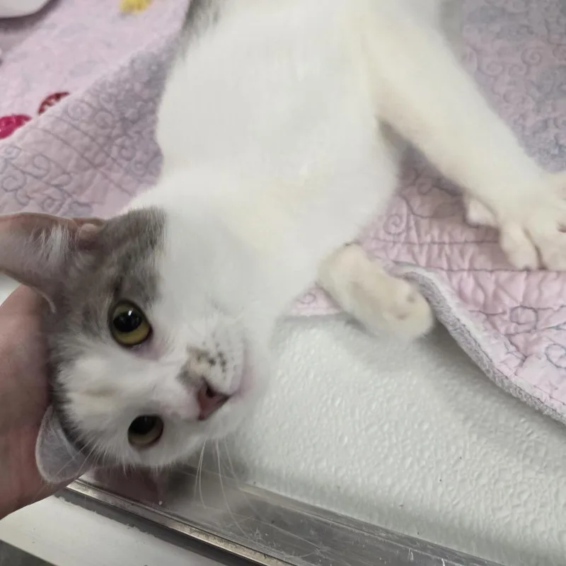 A young medium-sized female Tabby (Gray / Blue / Silver) Domestic Short Hair cat named Nicola  Check Meowt for adoption in Oshkosh, WI