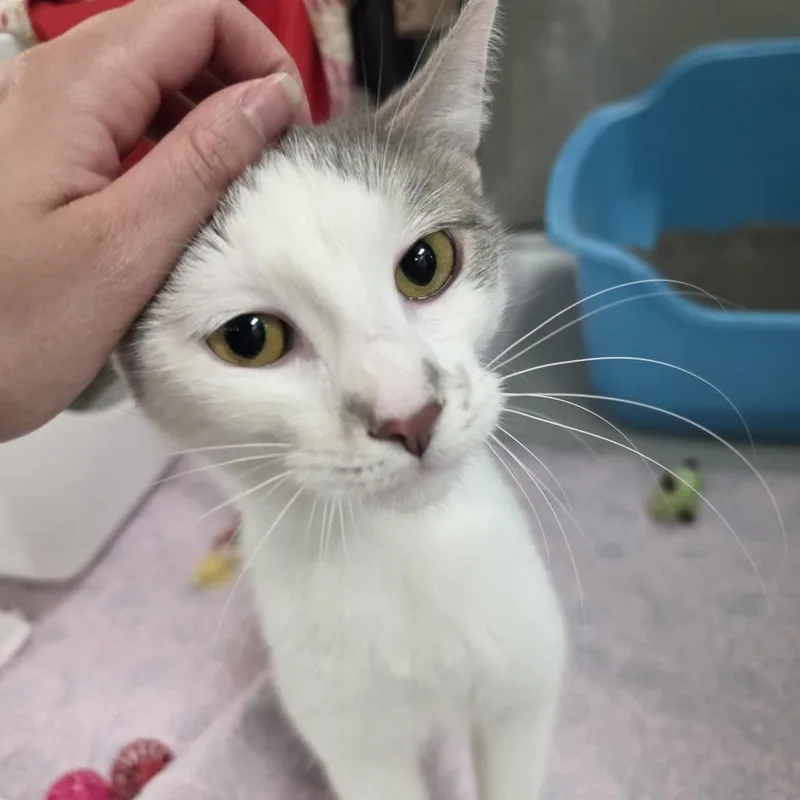 Nicola  Check Meowt thumbnail 2