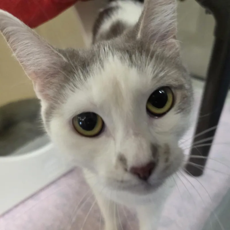 Nicola  Check Meowt thumbnail 3