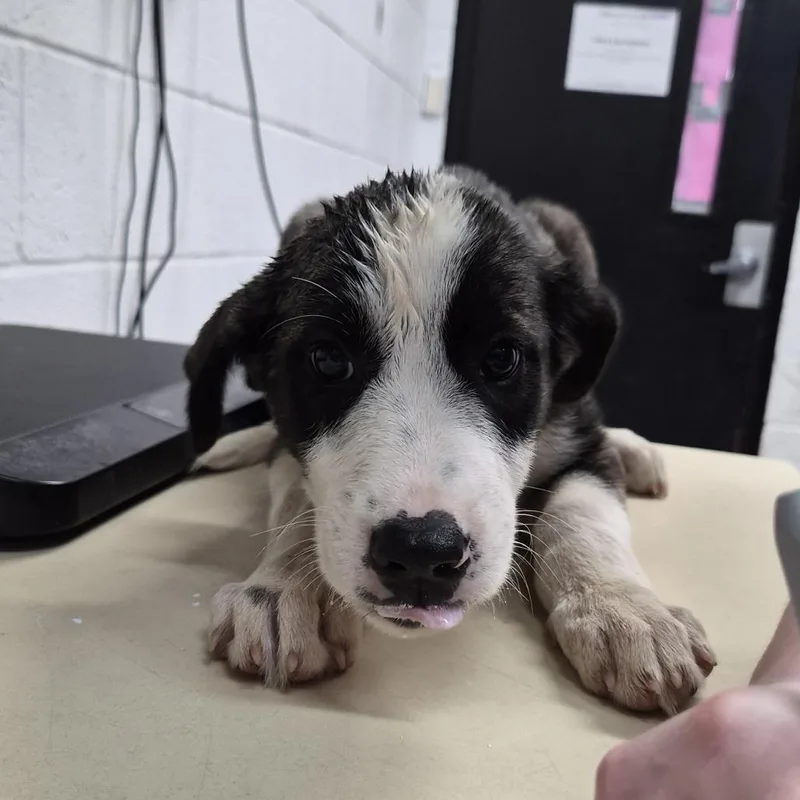 A baby small-sized male Black Mixed Breed dog named Jarvis for adoption in Ardmore, OK