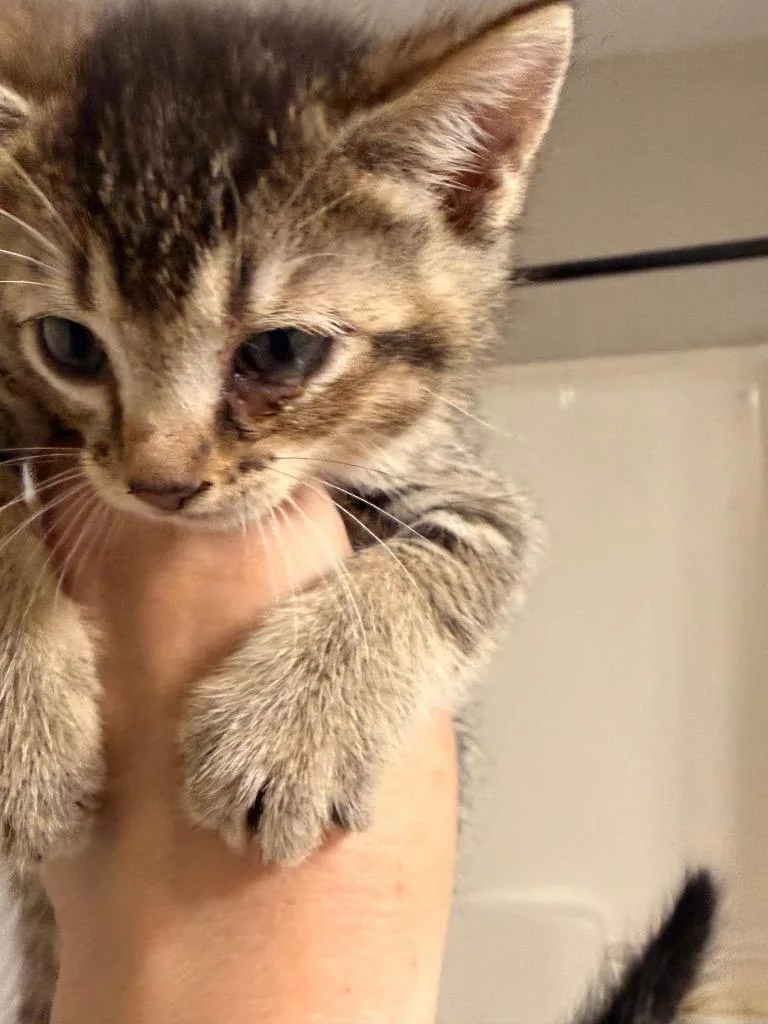 A baby small-sized female Domestic Short Hair cat named Smudge for adoption in Newnan, GA