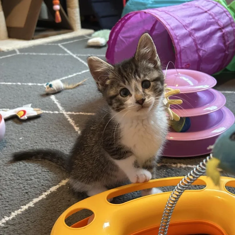 A baby small-sized male Gray / Blue / Silver Domestic Medium Hair cat named Waffles for adoption in Ferndale, MI