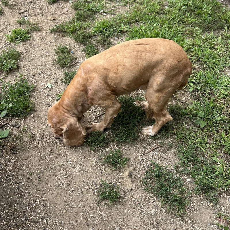 A senior medium-sized female Golden Cocker Spaniel dog named Goldie for adoption in Fairmont, MN