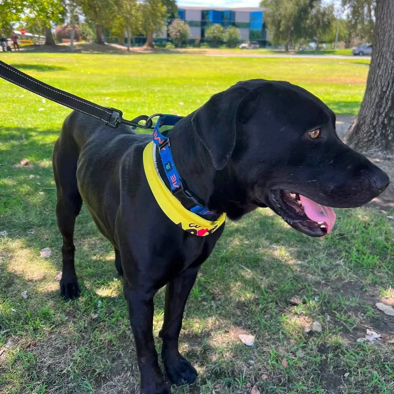 An adult large-sized male Labrador Retriever dog named Wade for adoption in San Diego, CA